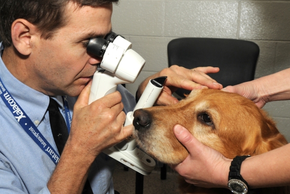 Má váš pes zdravé oči?