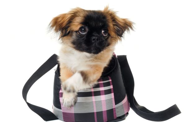 Kterého psa do batůžku či kabelky
