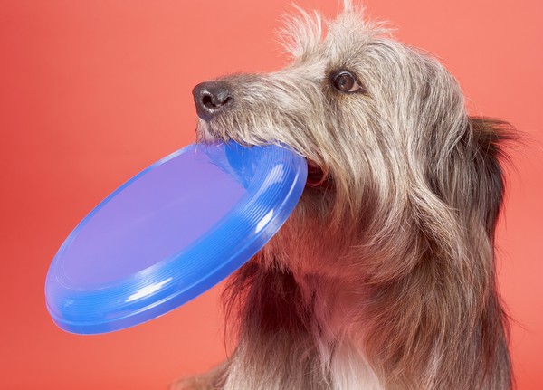 Dogfrisbee – psí sporty