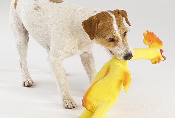Pozor – víte, jaké hračky kupujete pro své psy?