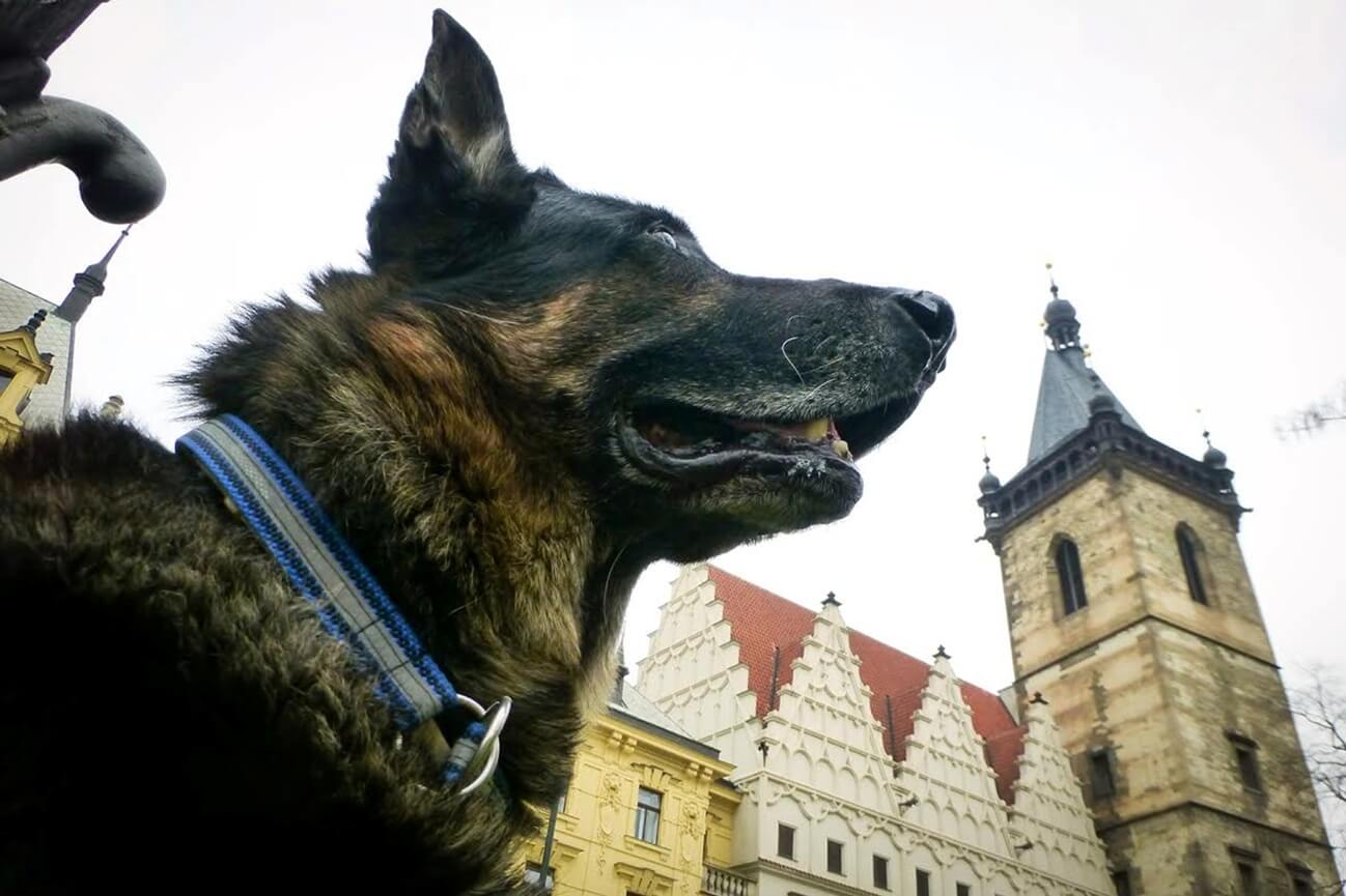 Významný český král a bezvýznamný český pes